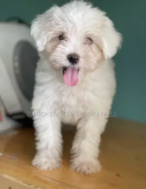 1-3 months Male Purebred Maltese
