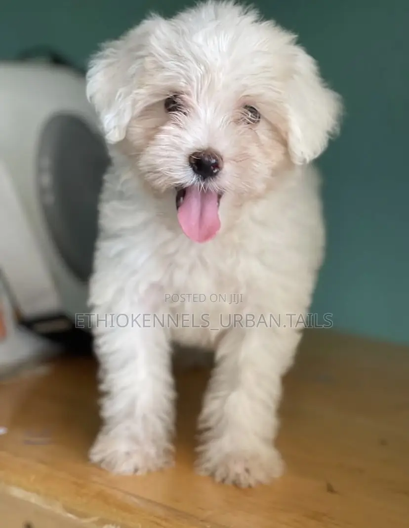 1-3 months Male Purebred Maltese