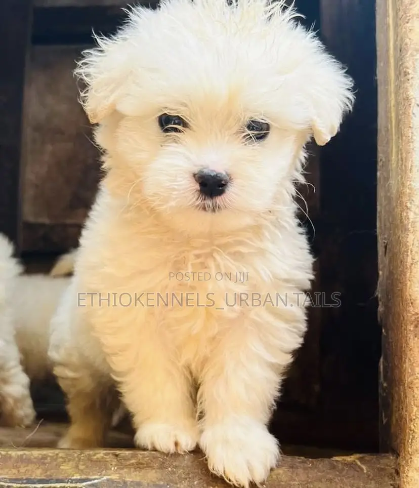 1-3 months Female Purebred Maltese