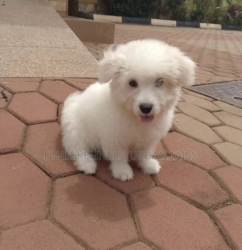 1-3 months Female Purebred Maltese