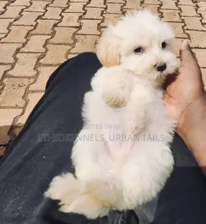 1-3 months Female Purebred Maltese