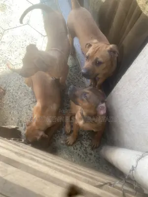 1-3 months Male Purebred Boerboel