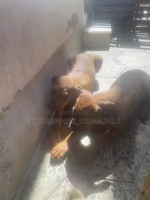 1-3 months Male Purebred Boerboel