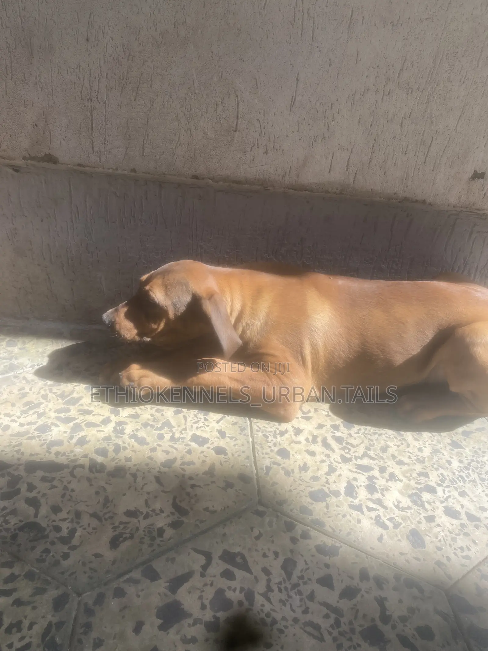 1-3 months Male Purebred Boerboel
