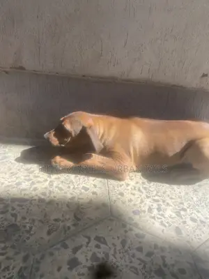 1-3 months Male Purebred Boerboel