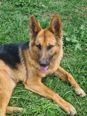 6-12 months Female Purebred German Shepherd