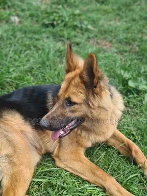 6-12 months Female Purebred German Shepherd