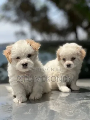 1-3 months Male Purebred Maltese