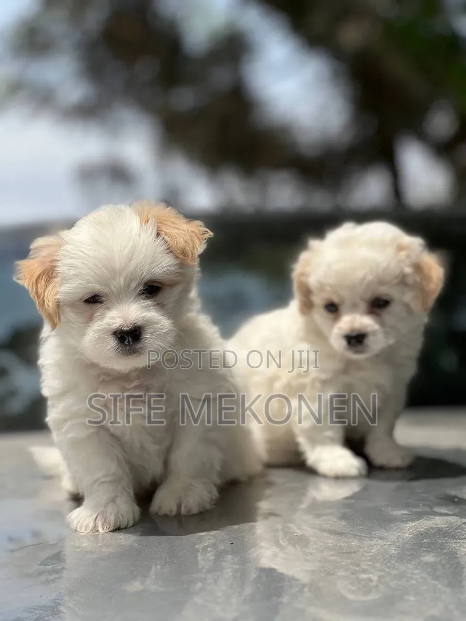 1-3 months Male Purebred Maltese