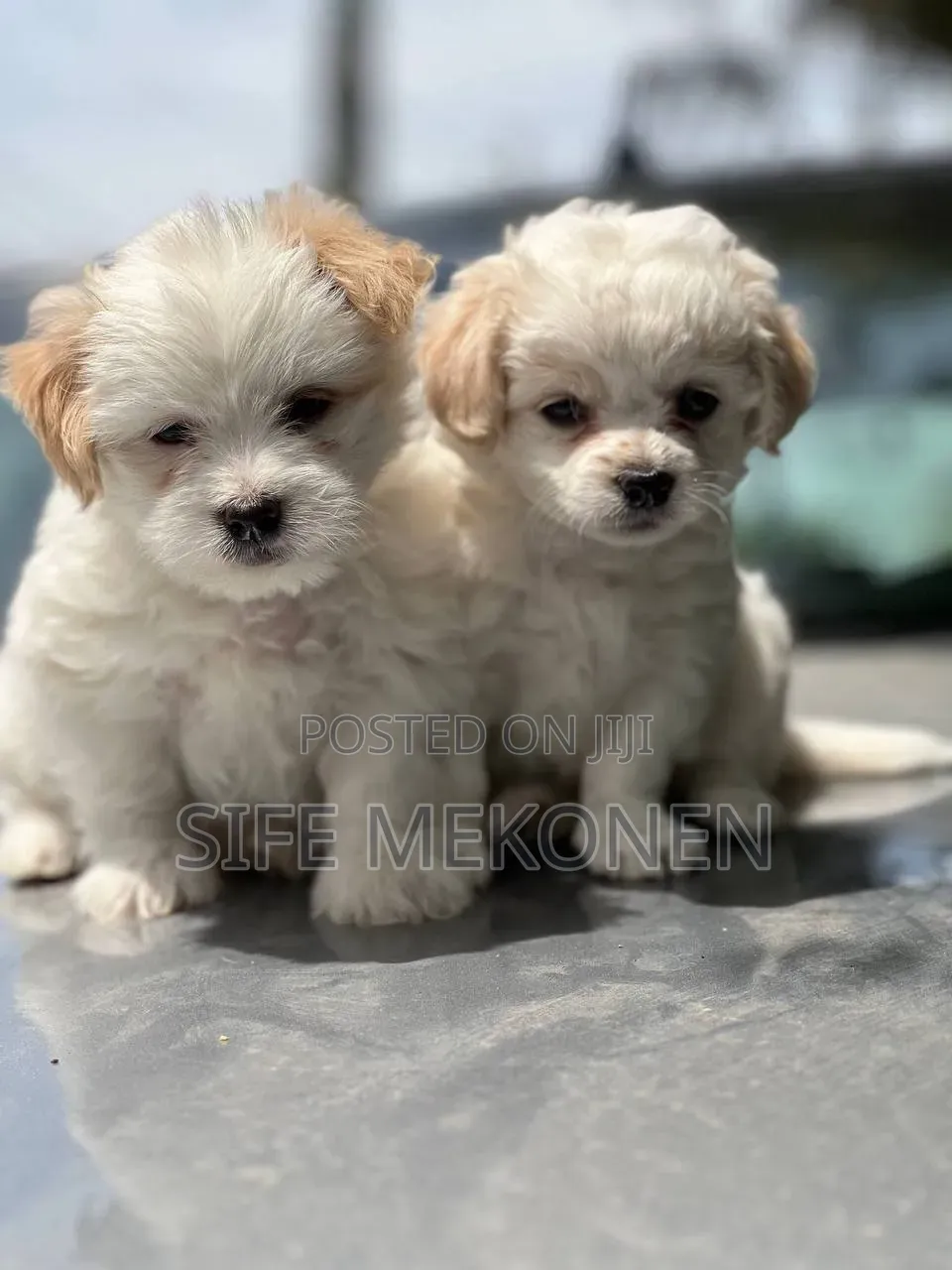 1-3 months Male Purebred Maltese