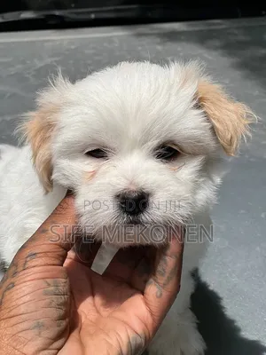 1-3 months Male Purebred Maltese