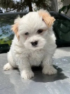 1-3 months Male Purebred Maltese
