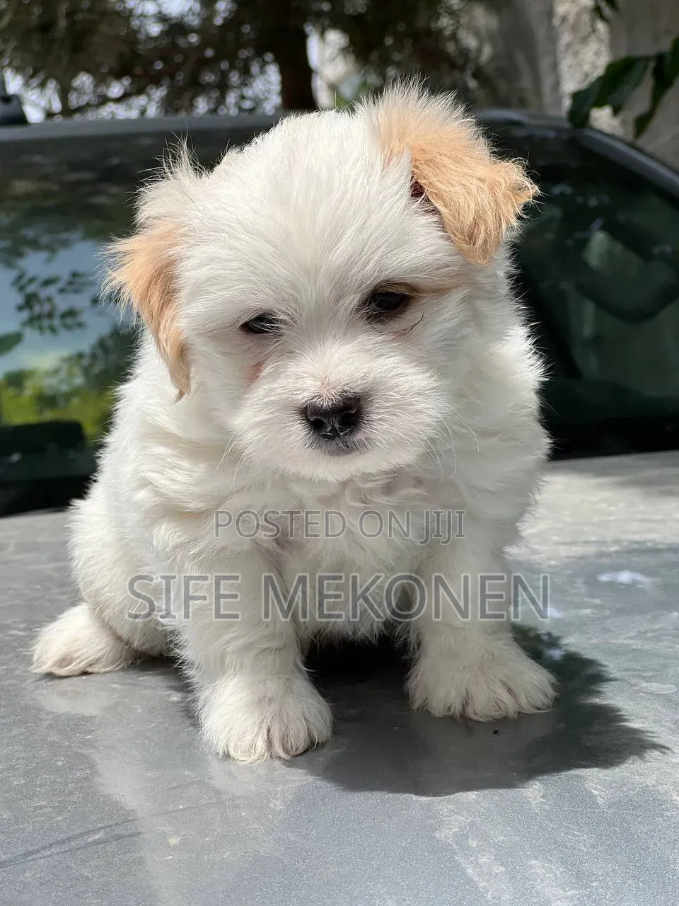1-3 months Male Purebred Maltese