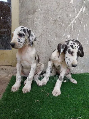 1-3 months Male Purebred Great Dane