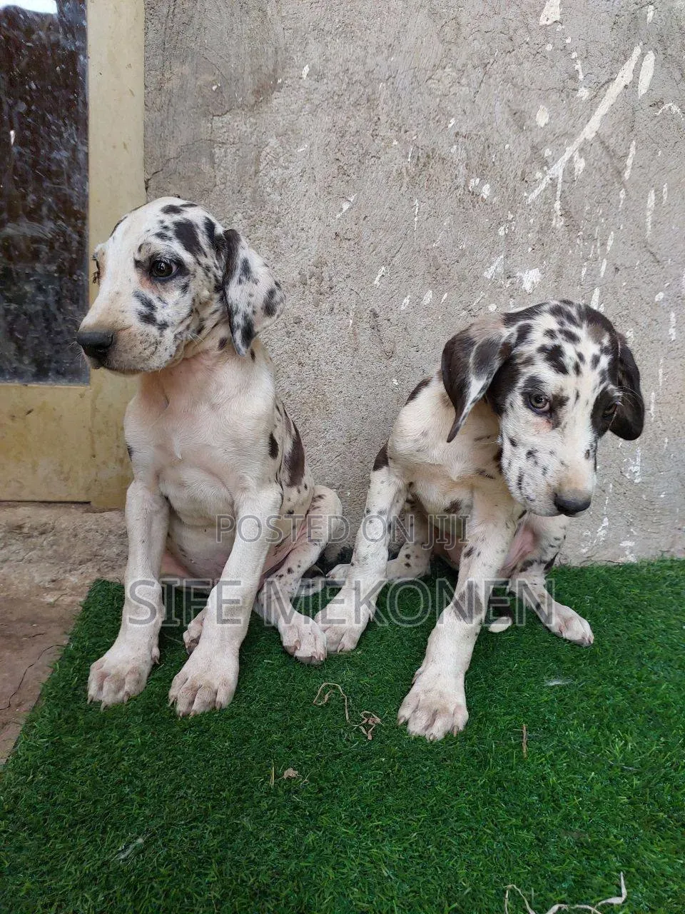1-3 months Male Purebred Great Dane