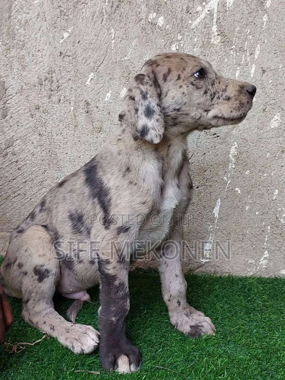 1-3 months Male Purebred Great Dane