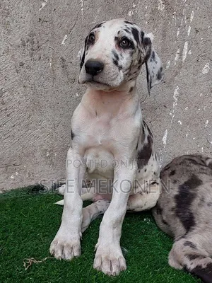 1-3 months Male Purebred Great Dane