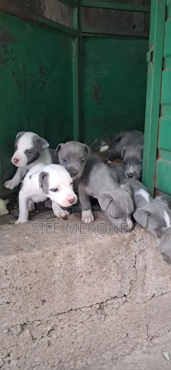 1-3 months Male Mixed Breed American Pit Bull Terrier