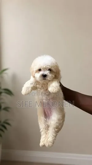 1-3 months Female Purebred Maltese