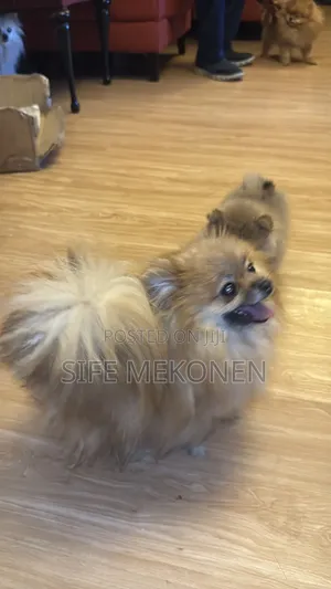 1-3 months Male Purebred Pomeranian