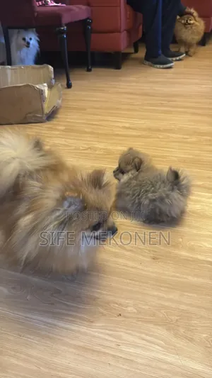 1-3 months Male Purebred Pomeranian