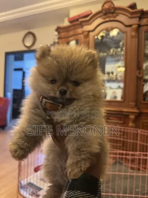 1-3 months Male Purebred Pomeranian