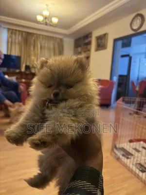1-3 months Male Purebred Pomeranian