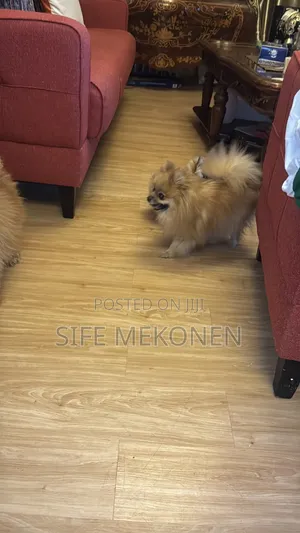1-3 months Male Purebred Pomeranian