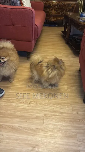1-3 months Male Purebred Pomeranian