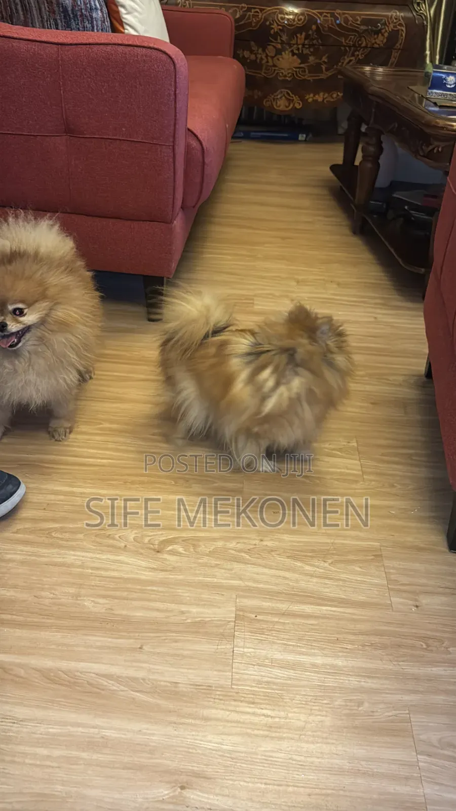 1-3 months Male Purebred Pomeranian