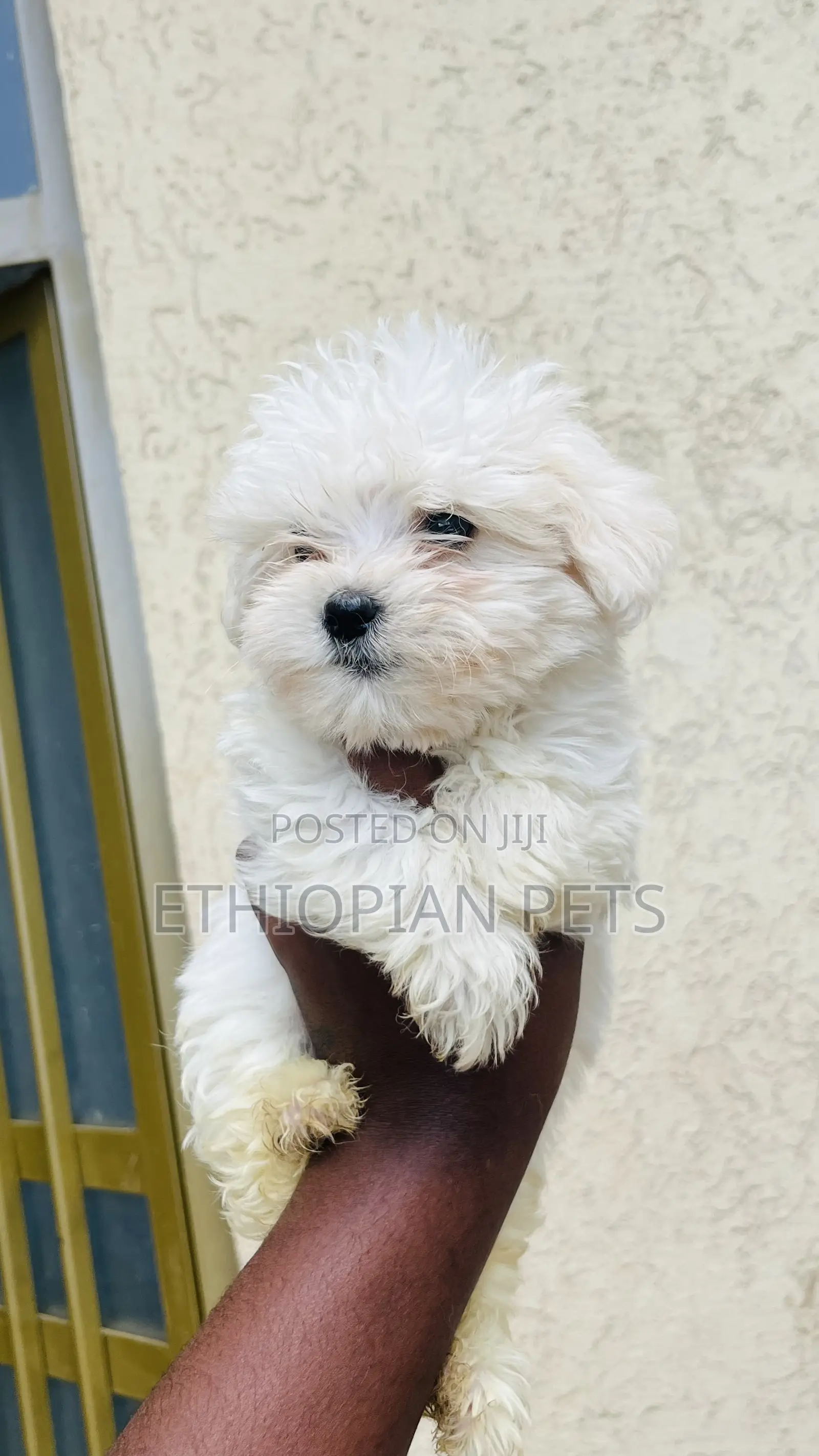 1-3 months Male Purebred Maltese