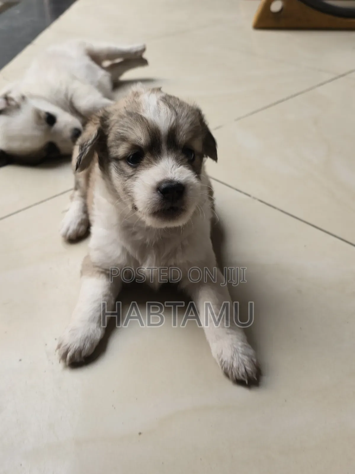 1-3 months Male Mixed Breed Maltese