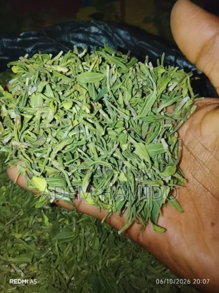 Jimaa Gogogaa