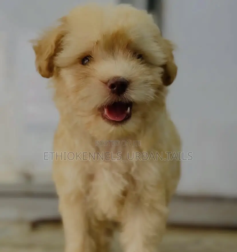 1-3 months Female Purebred Maltese