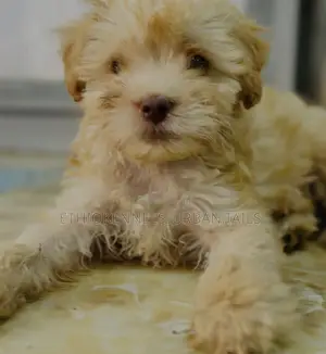 1-3 months Female Purebred Maltese