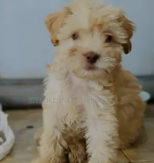 1-3 months Female Purebred Maltese