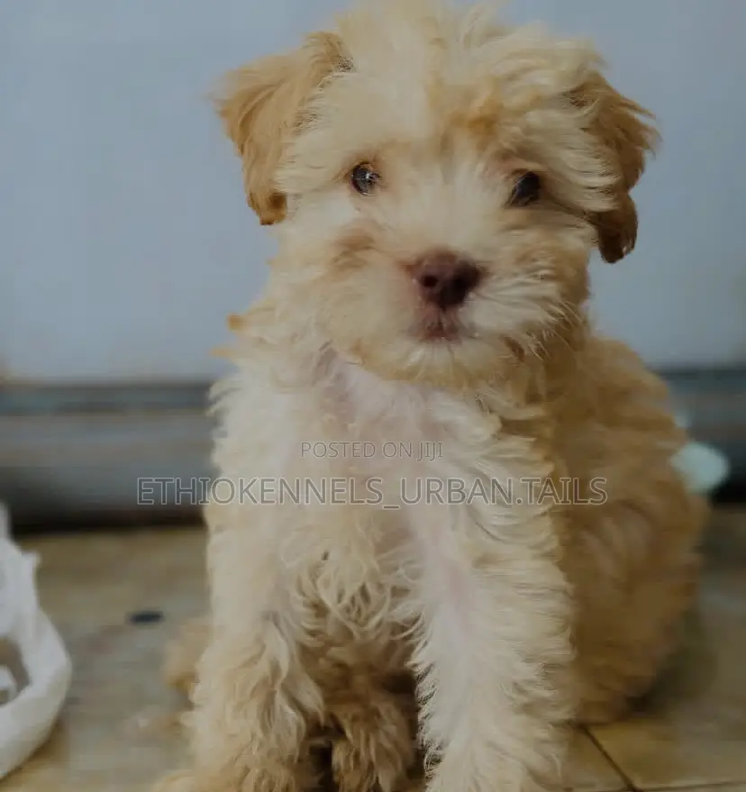 1-3 months Female Purebred Maltese