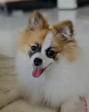 3-6 months Male Purebred Pomeranian