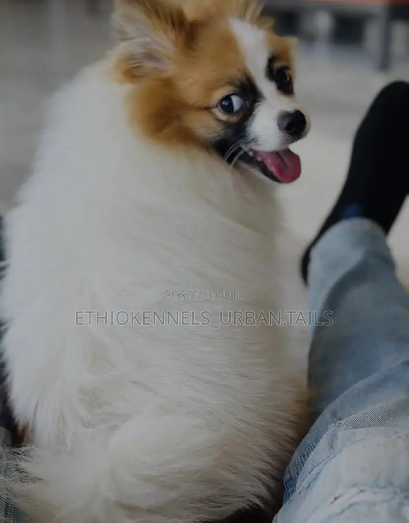 3-6 months Male Purebred Pomeranian