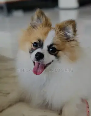 3-6 months Male Purebred Pomeranian