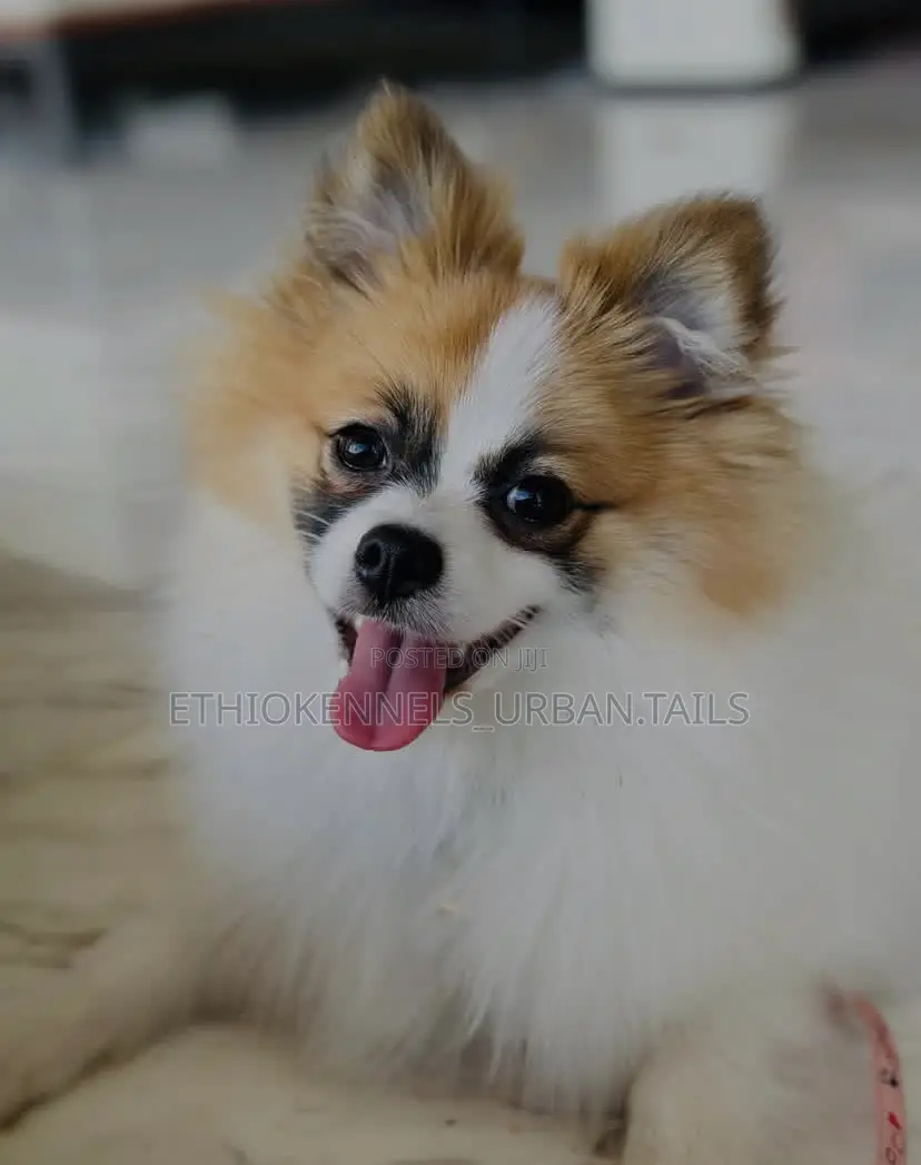 3-6 months Male Purebred Pomeranian
