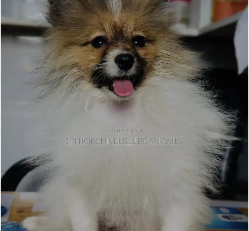 1-3 months Male Purebred Pomeranian