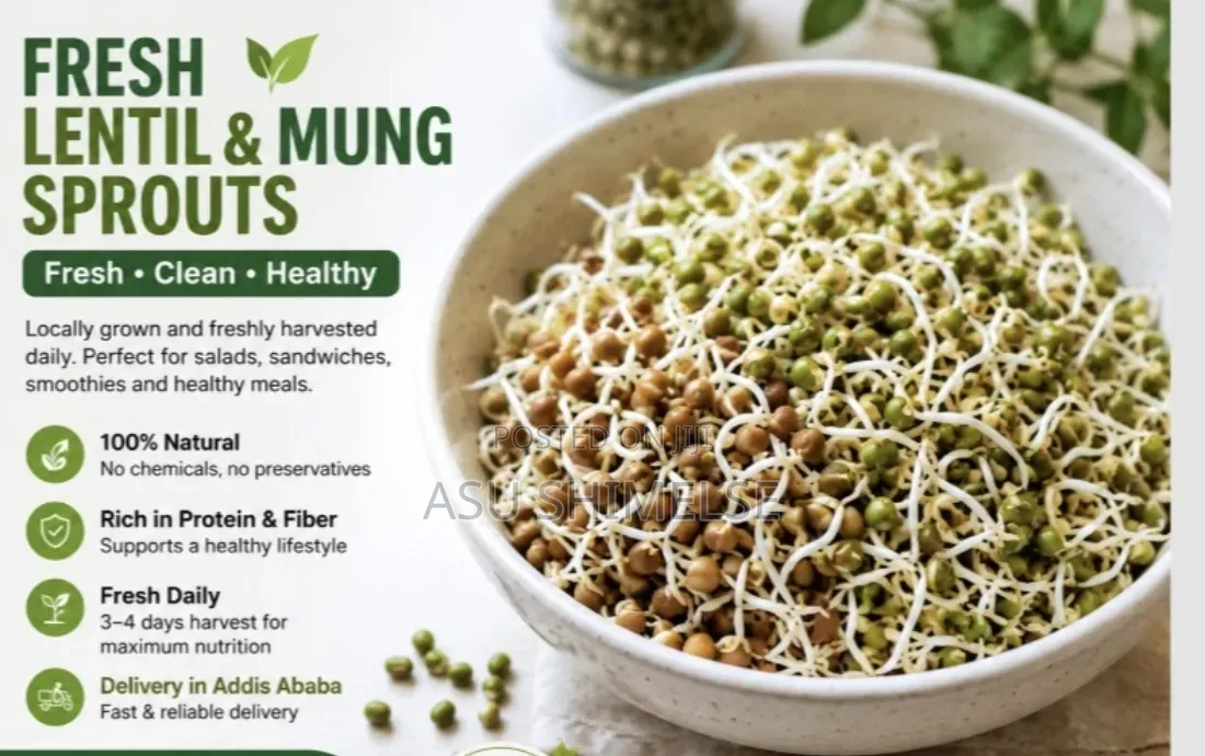 Fresh Lentil and Mung Sprouts