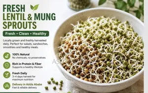 Fresh Lentil and Mung Sprouts