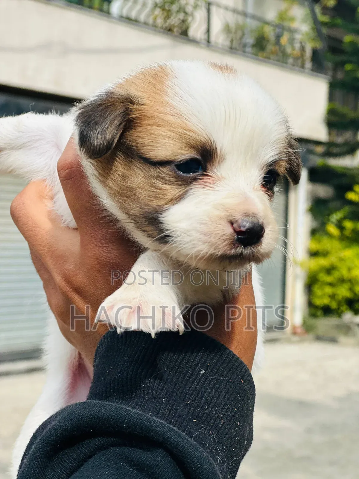 1-3 months Male Purebred Maltese
