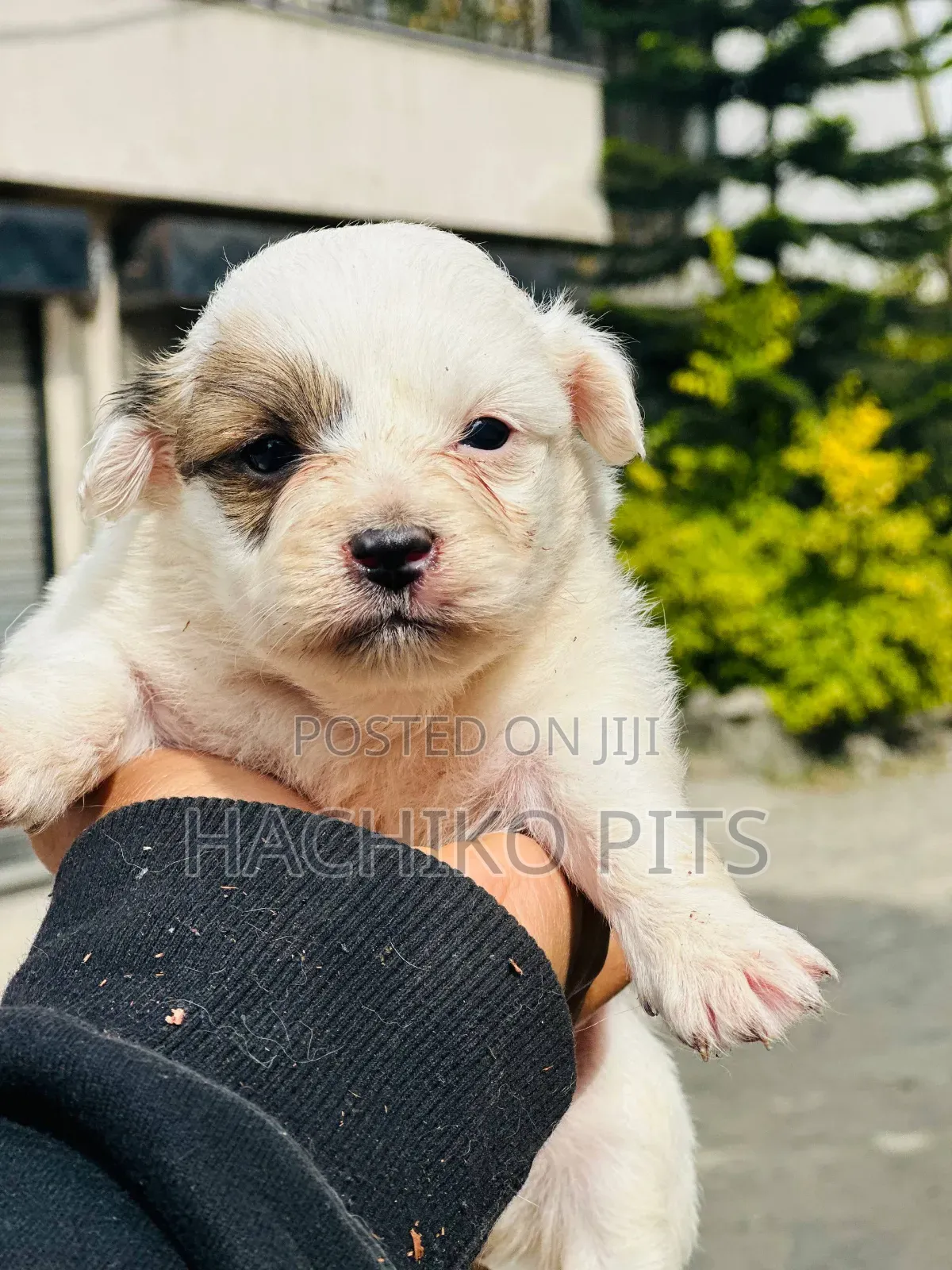 1-3 months Male Purebred Maltese