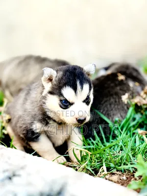 1-3 months Male Purebred Siberian Husky