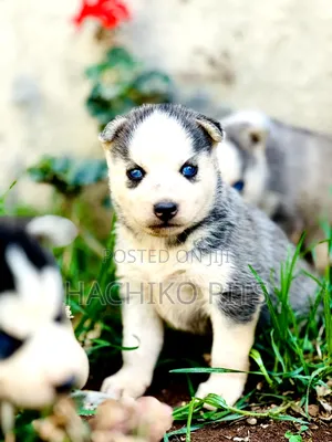 1-3 months Male Purebred Siberian Husky