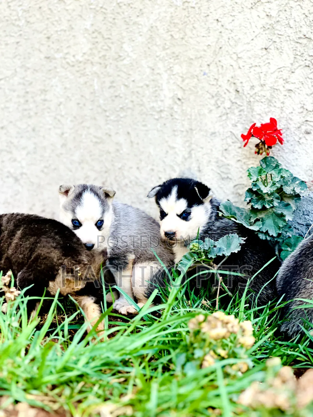 1-3 months Male Purebred Siberian Husky