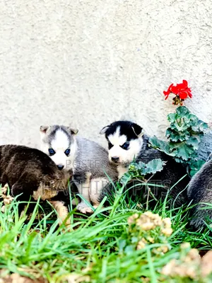 1-3 months Male Purebred Siberian Husky